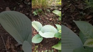 Пионы и хосты.