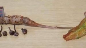 Как успешно размножить Алоказию в домашних условиях! Способы размножения Алоказии!