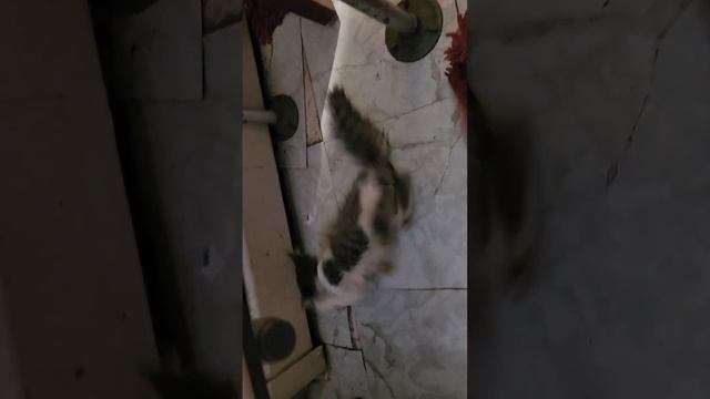 бешенство у кошек (rabies cat) part 2/1