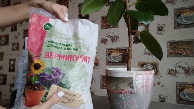 ФИКУС каучуконосный. ПЕРЕСАДКА.