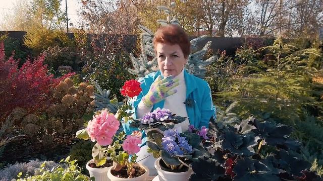 Комнатные цветы в октябре смотреть онлайн