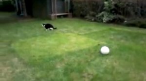 Goalkeeper_Cat