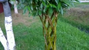 Плетёная ива.Спустя месяц.