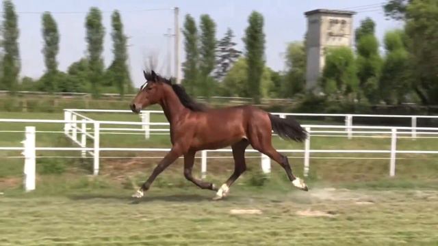 Artico Jet maschio nato il 08/04/16 da Naglo e Simba Jet (Igor Font) смотреть онлайн