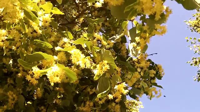 Пчёлы, взяток с липы смотреть онлайн