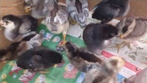 Цыплята Легбар, неделя после вылупления. Куры молодки