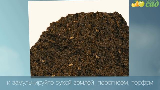 Посадка березы - как правильно посадить березу смотреть онлайн