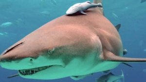 Самые Удивительные Дома Миллиардеров