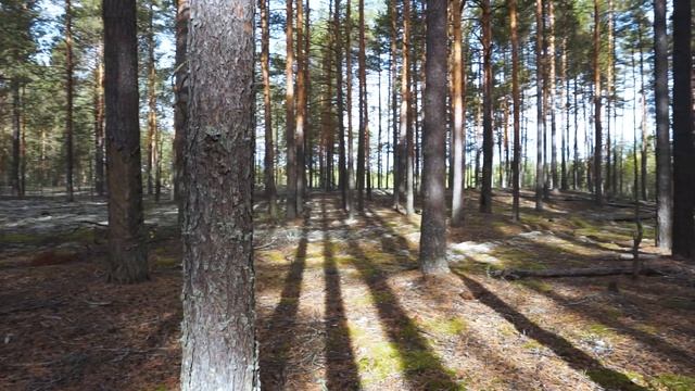 Бугровые (БОРОВЫЕ) белые по 400 грамм каждый! ТАКОГО ВЫ ЕЩЕ НЕ ВИДЕЛИ! Грибы 2021! Боровики гиганты смотреть онлайн