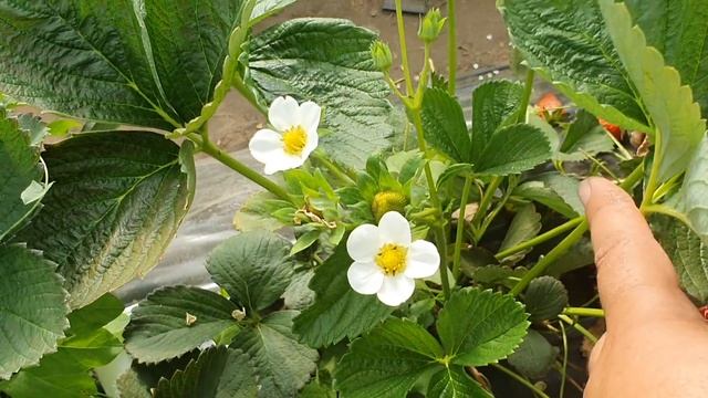 Урожайность Мурано весной 2021 года. смотреть онлайн