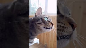 Кошка крякает