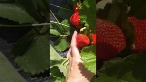 Самый беспроблемный сорт клубники - Элиани!