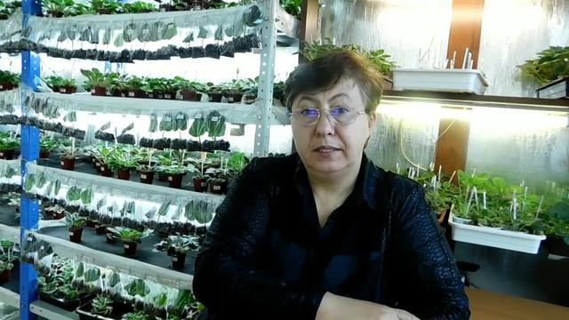 Можно ли опознать фиалку по фото . смотреть онлайн