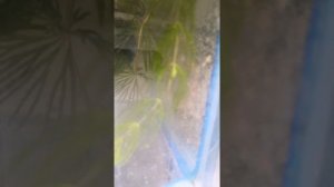 Корм малькам скалярии наупилии артемия