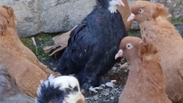 Три редкие породы голубей Ст. Архонской Three rare breeds of pigeons St. Archonskoy