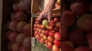 Яблоки сорт Гала оптом