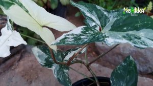 Syngonium variegated /Syngonium podophyllum Albo variegated care/ സിങ്കോണിയം കെയർ /Indoor plants