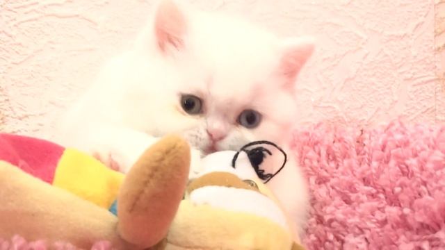 White kitten for sale - Белый котенок продаю смотреть онлайн