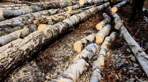 Сколько дров Напилит Хускварна 130 на Полном баке. Эксперимент..mp4