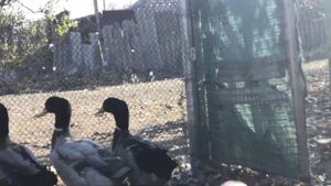 руанские утки