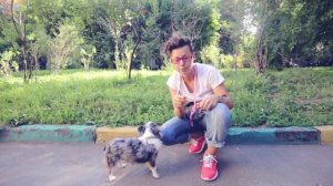 Обучение командам самостоятельно, посадка собаки