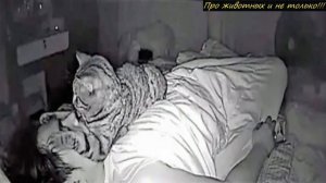 Мужчина устанавливает камеру, чтобы увидеть, что делает его кот пока он спит!
