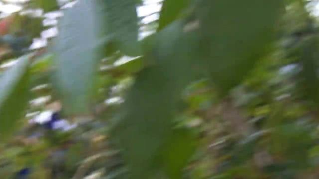 Ботанический сад Академгородка г.Новосибирск смотреть онлайн