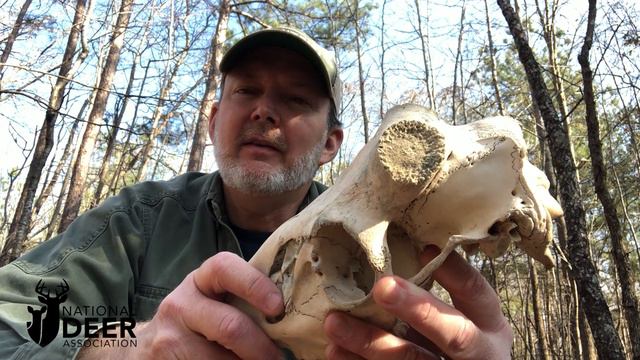 An Unusual Buck Skull Shows us the Starting Line for Antler Growth смотреть онлайн