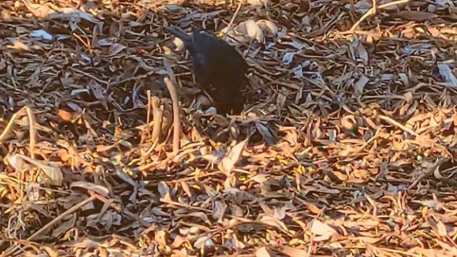 Черный дрозд смотреть онлайн