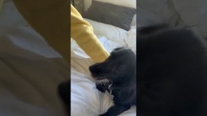 Кошки против собак №2