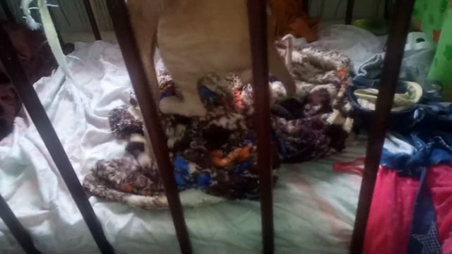 Кот извращенец смотреть онлайн