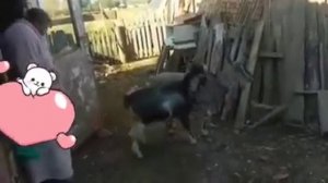 как покрывают козу