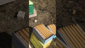 Сотовый мёд. Шестирамочный улей. Пеноулик 6 рамок