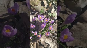 Уроки природолюбования. Крокус или шафран. В видео использованы фото Чернова Егора.