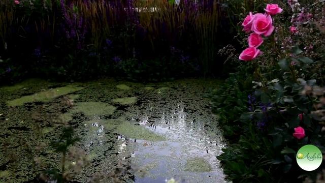 Сад "Grain de perle" - Зерно жемчужины (Moscow flower show 2018)Питомник "Лесково" смотреть онлайн
