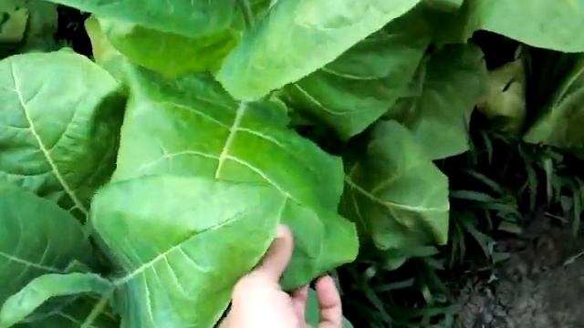Сигарная чернота и пора ломать