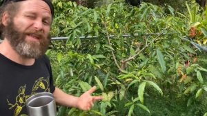 Garcinia varieties (Mangosteen family) for Pushing Zone Limits, Growing in Containers, & Greenhouse