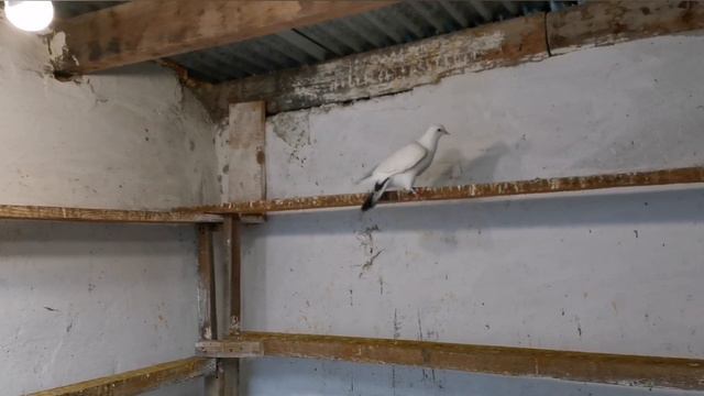 Вечер голодные! Кормлю голубей / Evening feed the pigeons