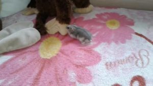 Как ведут себя два джунгарских хомячка? Второй день в одной клетке.