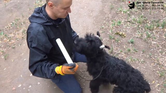 Учим собаку команде Апорт (подача предмета). Первый этап. Шигаев Роман и ризеншнауцер Куба. смотреть онлайн