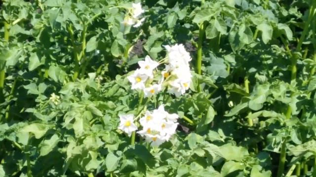 ЦВЕТЕТ КАРТОФЕЛЬ НЕ СМОТРЯ НА ЖАРУ смотреть онлайн