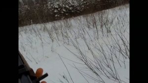 Охота на лося до года