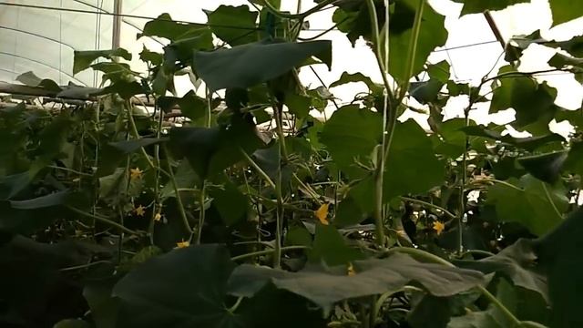 Выращивание огурцов (2й оборот) День 40 смотреть онлайн