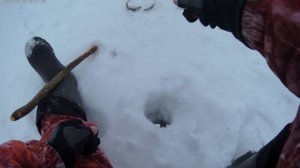 ловля плотвы и другой рыбы на безмотылку