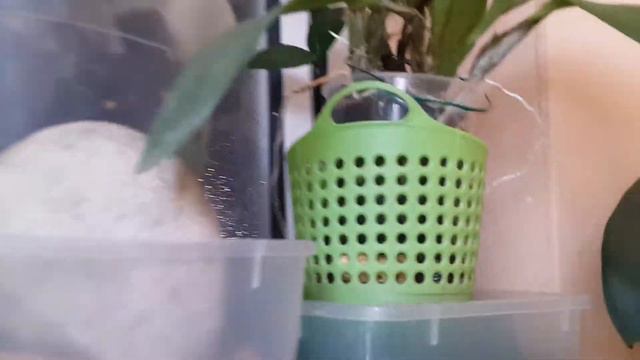 Мои Катлеи в воде и не только!My Orchids Cattlea in full water culture and not only смотреть онлайн