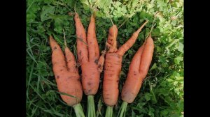 Почему вырастает кривая морковь. Рассмотрим причины