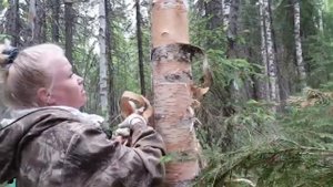 Как заготовить бересту