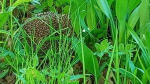 Ёжик!!! Стихотворение Паниной Екатерины.