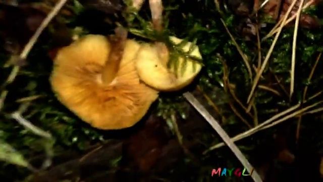 Какие Грибы растут в Октябре.Разные и много В поисках Рядовок. смотреть онлайн