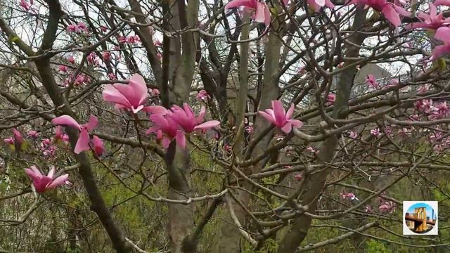 Знакомство с каналом. Централ парк в апреле. Central Park in April